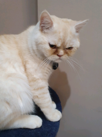 cute kittens for sale near me